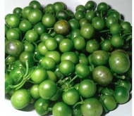 leunca segar 1kg sayuran segar lenca segar