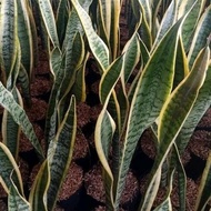 Snake plant