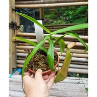 Nepenthes pokok periuk kera 猪笼草 [Live plant] Nepenthes reinwardtiana