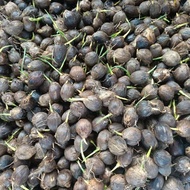 bibit pinang pandan wangi  hibrida / 100 bibit (Redy stok bibit kecambah unggul hasil semai biji)