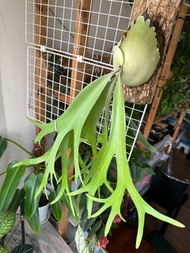 爪哇鹿角蕨 // Platycerium willinckii