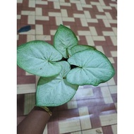 caladium daging putih