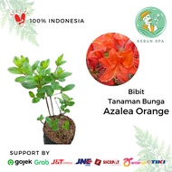 Bibit Tanaman Hias Bunga Azalea Orange Tanaman Hidup Hias Taman