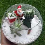DIY Christmas Terrarium Kit • Succulent