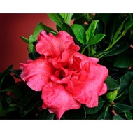 Azalea Rose Real Live Plant Anak  Pokok Azalea Merah Berbunga
