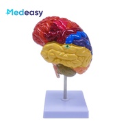 Half of the brain anatomy model, half of the human brain anatomy model