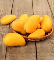 CÂY GIỐNG XOÀI TÍ HON SIÊU QUẢ - CÂY GHÉP (TRỒNG CHẬU ĐƯỢC) [ TÊN GỌI KHÁC: XOÀI MÚT ] [BEST Express