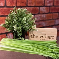 Dragon Chives [ VG 213 ]