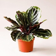 Calathea Mystery Rose Plant - Fresh Gardening Indoor Plant Outdoor Plants for Home Garden