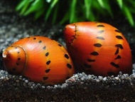 Red Ruby Spotted nerite snail freshwater (NO D.O.A)