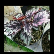 tanaman hias begonia rex hybrid