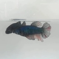 ikan cupang avatar female betina