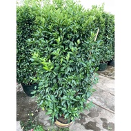 Citrus x macrocarpa(Calamansi),Green. 2 meter height. Free fertilizer & soil, Door step delivery.