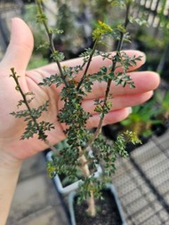 索島小葉沒藥 Commiphora parvifolia