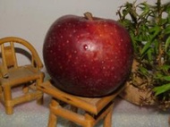 梨山~紅/五爪蘋果搶鮮上市~（產期為每年11月～12月）
