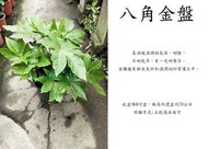 心栽花坊-八角金盤/8吋/綠化植物/室內植物/觀葉植物/售價400特價350