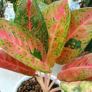 PP_MART01 Aglonema big roy (Tanaman hias aglaonema big roy) - tanaman