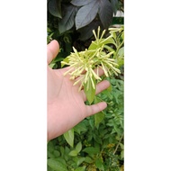 Dama de Noche/Night-blooming Jasmine/