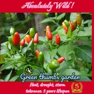 SILING LABUYO SEED`S "VERY HOT CHILI" NON-GMO
