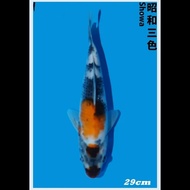 Showa Import Jepang Ikan Koi Showa Import 29cm Koi Impor