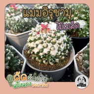 ต้นแมมอิรุซามุ (Mammillaria bucareliensis cv. erusamu) ไม้เพาะเมล็ด - ต้นกระบองเพชร ราคาถูก🌵ต้นแคคตัส❤️