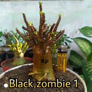 terlaris arabicum black skin | d d c black nomsood | adenium murah | - black zombie 1 sedang