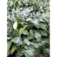 ANAK POKOK LIMAU BALI