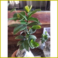 ✟ ◨ ◳ Laurel Plants /multibranch/6 to 8 inches