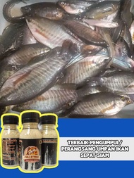 Pengumpul Perangsang Umpan Untuk Mancing Ikan Sepat Siam