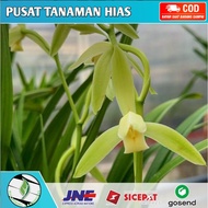 Anggrek cymbidium hitam anggrek - tanaman anggrek tanah tanaman hias hidup -tanaman hias hidup-bunga