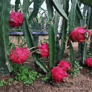 Sg Seasonal New Seed Red Skin Dragon Fruit Zixiu Fruit Seed White Dragon Fruit Seed Green Dragon Fru