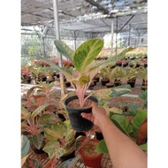 promo aglonema !!! aglaonema obama juosxw 4001hb