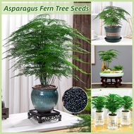 ปลูกง่าย เมล็ดพันธุ์ หน่อไม้ฝรั่งเฟิร์นต้น บรรจุ 50 เมล็ด Asparagus Fern Tree Plant Seeds for planting เมล็ดดอกไม้ บอนสีราคาถูก เมล็ดบอนสี ต้นไม้มงคล บอนสี ต้นดอกไม้สวยๆ ต้นไม้ฟอกอากาศ เมล็ดพันธุ์ดอกไม้ ไม้ประดับ พันธุ์ดอกไม้ ต้นบอนสี บอนไซ ดอกไม้ปลูก