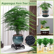 ปลูกง่าย เมล็ดพันธุ์ หน่อไม้ฝรั่งเฟิร์นต้น บรรจุ 50 เมล็ด Asparagus Fern Tree Plant Seeds for planti