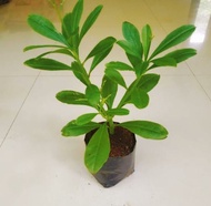 Bibit Pohon Ginseng Jawa Super