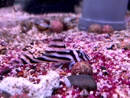 [LIVE FISH] L46 Zebra Pleco 4CM+-