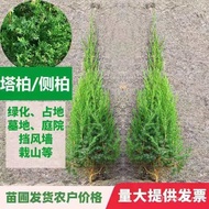 塔柏树苗松树苗侧柏树苗宝塔松柏树苗松柏树苗侧柏树苗四季常青树