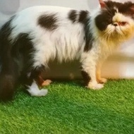 Kucing peaknose kitten