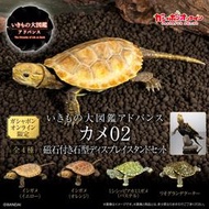 轉蛋玩具館 預約 6月 Bandai 盒玩 生物大圖鑑 進階版 烏龜 02 附支架 四款一套 免訂金
