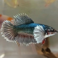 FEMALE CROWNTAIL DUMBO EAR COPPER
