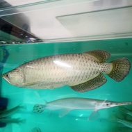 Ikan Hias Arwana Jardini Sumo / Red Pearl Jardini Arowana