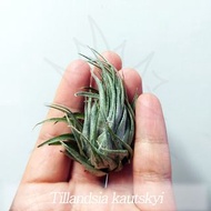 空氣草 Tillandsia kautskyi