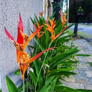 TANAMAN HIAS HELICONIA PSICATTORUM ANDROMEDA (heliconia flower)