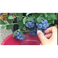 seeds Dwarf Blueberry Plant SEED MALAYSIA