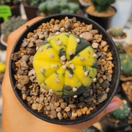 Kaktus Astro var Astrophytum asterias varigata