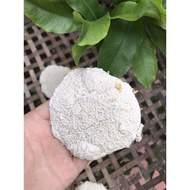 Heirloom Wine Yeast, Spicy Yeast