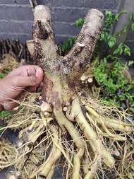 bahan bonsai anput prospek