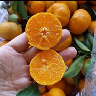 bibit tanaman jeruk santang madu okulasi Bisa COD