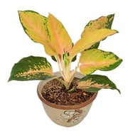 Aglaonema