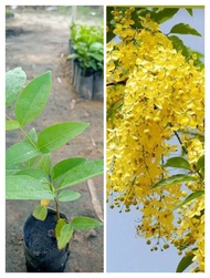 ต้นคูนเหลืองหรือต้นราชพฤกษ์ ดอกสีเหลืองสวยหอม ซื้อ 5 ต้นแถม 1 ต้น